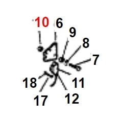 Tuerca M10 UNI 5588 Mediana ORIGINAL KUBOTA GIANNI FERRARI 00.26.02.0080 | Newgardenstore.eu